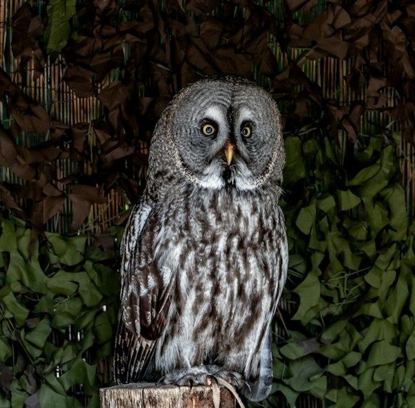 What are the best dog breeds for families with kids?